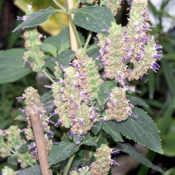 Patchouli Seeds Pogostemon cablin