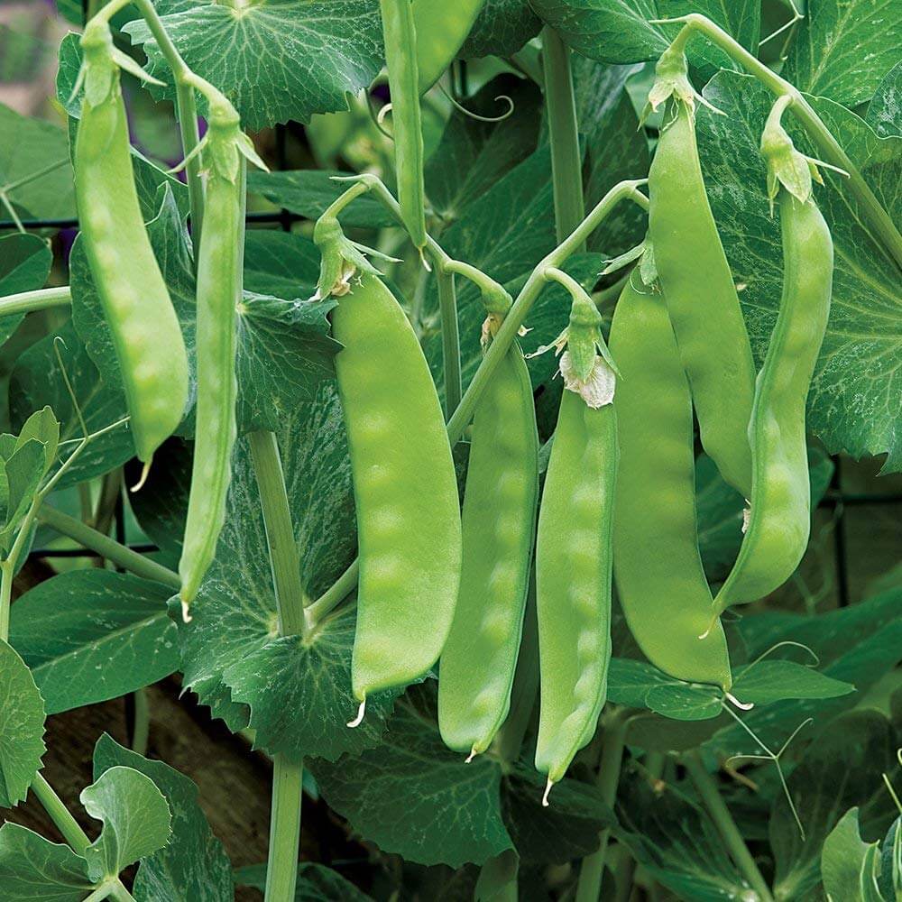 Pea Seeds – Oregon Sugar