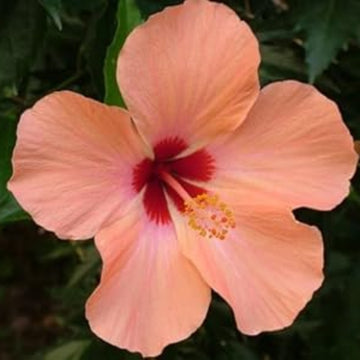 Peach Hibiscus Seeds –Ornamenta windflower