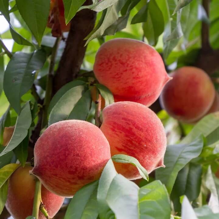 Peach Seeds – Red Haven