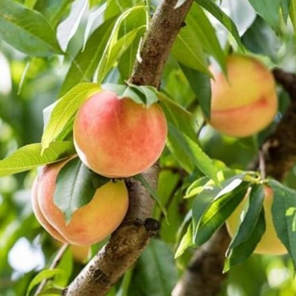 Peach Seeds – Georgia Belle