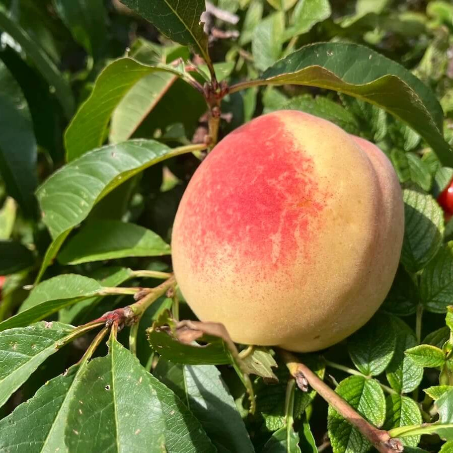 Peach Seeds – Georgia Belle