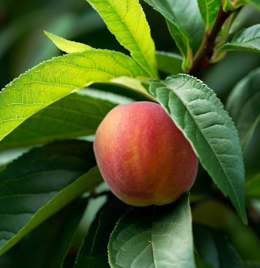 Peach Seeds – Nemaguard