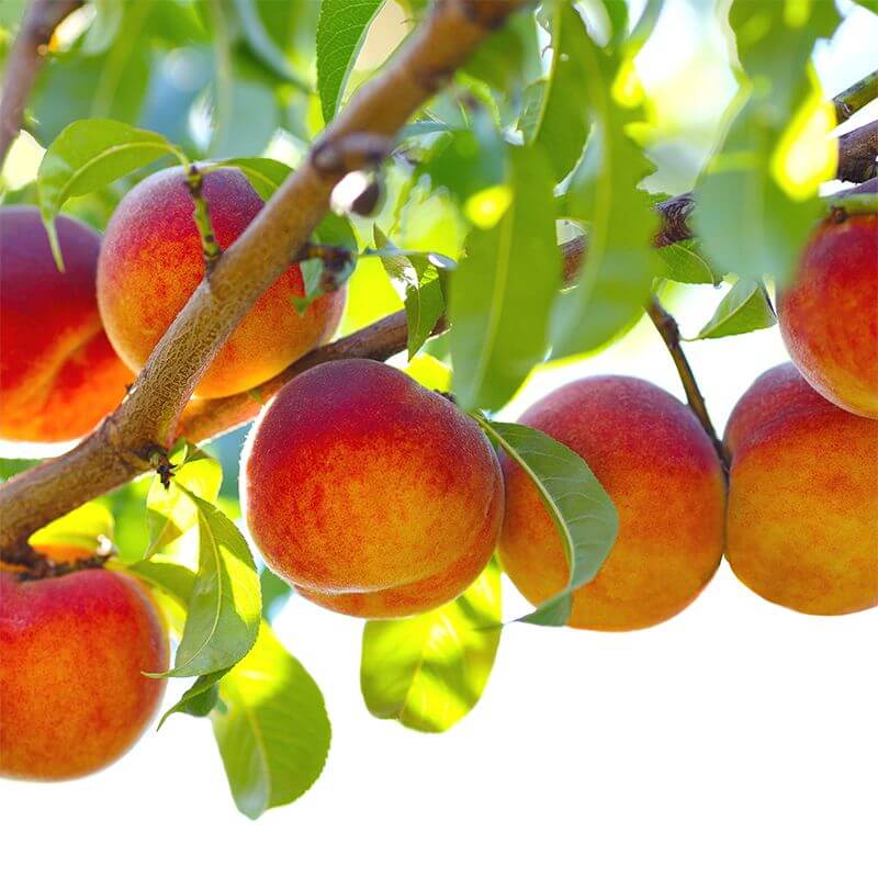 Peach Seeds – Georgia Belle