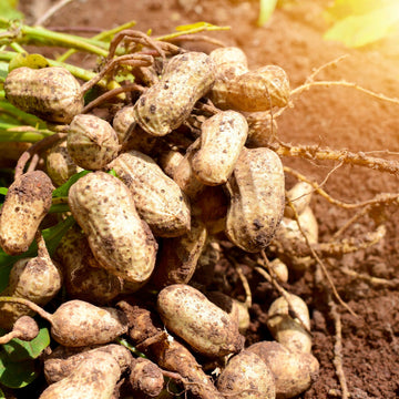Peanut Seeds - Vegetable Plant For Home Gardens