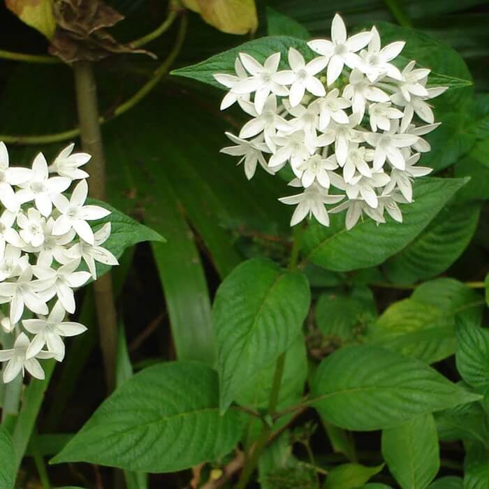 Pentas Seeds – White Starla – Wildflower