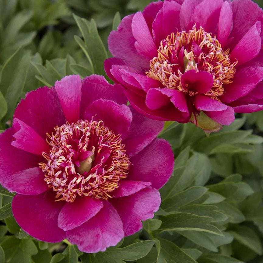 Peony Seeds Fern Leaf Peony– Pink 
