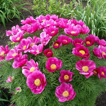 Peony Seeds Fern Leaf Peony– Pink 