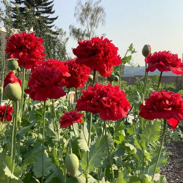 Peony Seeds – Red 2