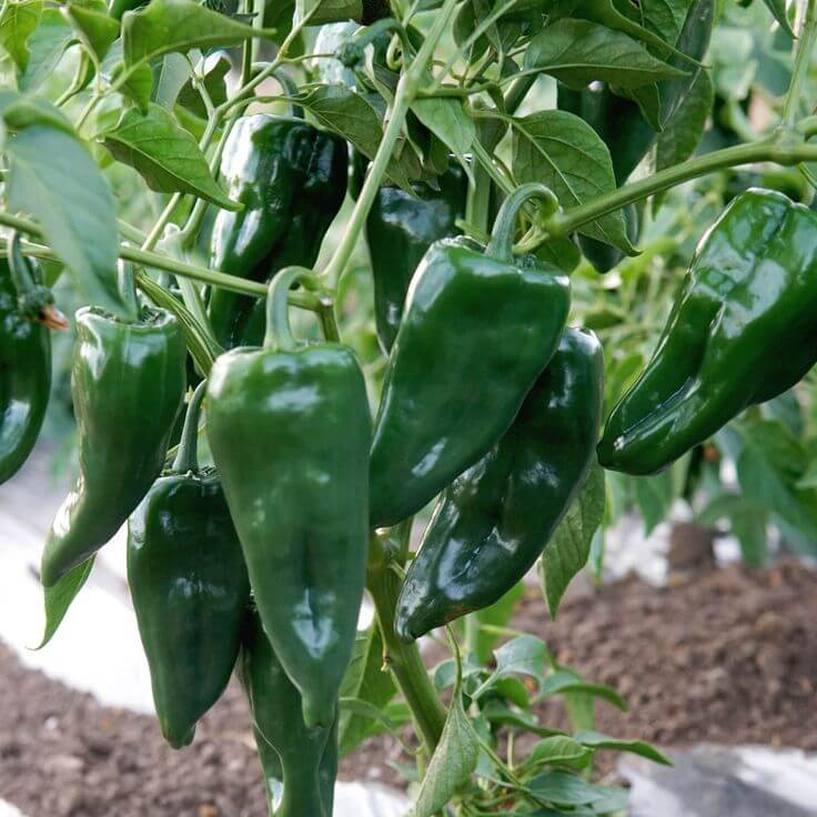 Pepper Seeds - Ancho Poblano
