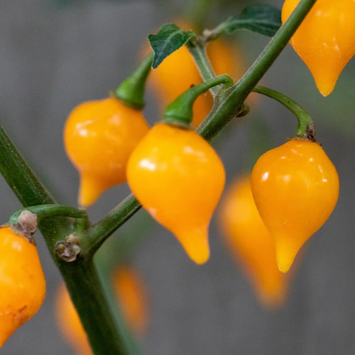  Pepper Seeds - Bode