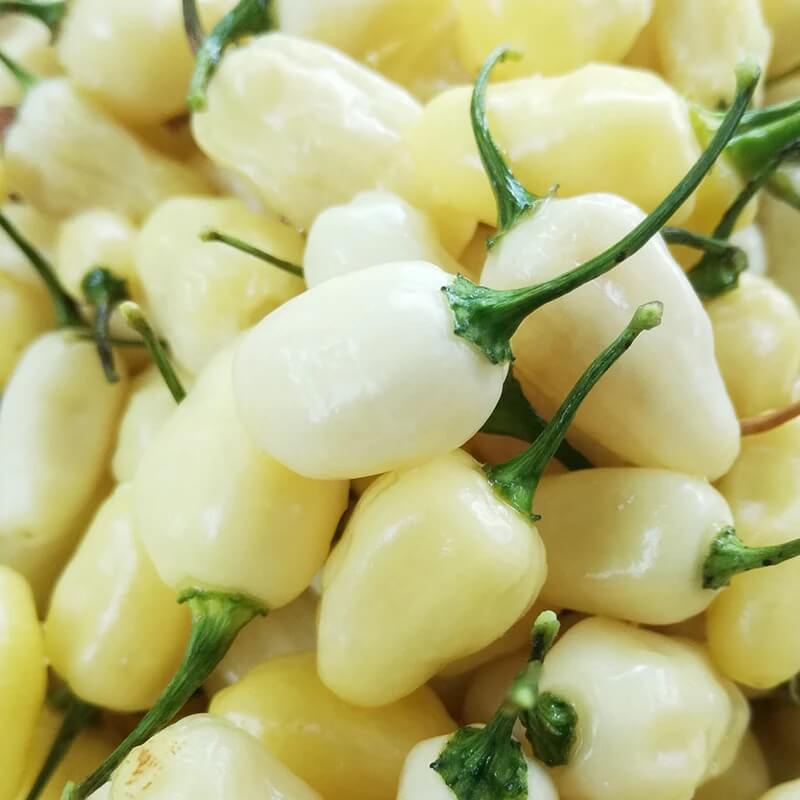 Pepper Seeds - Chili Brazilian White