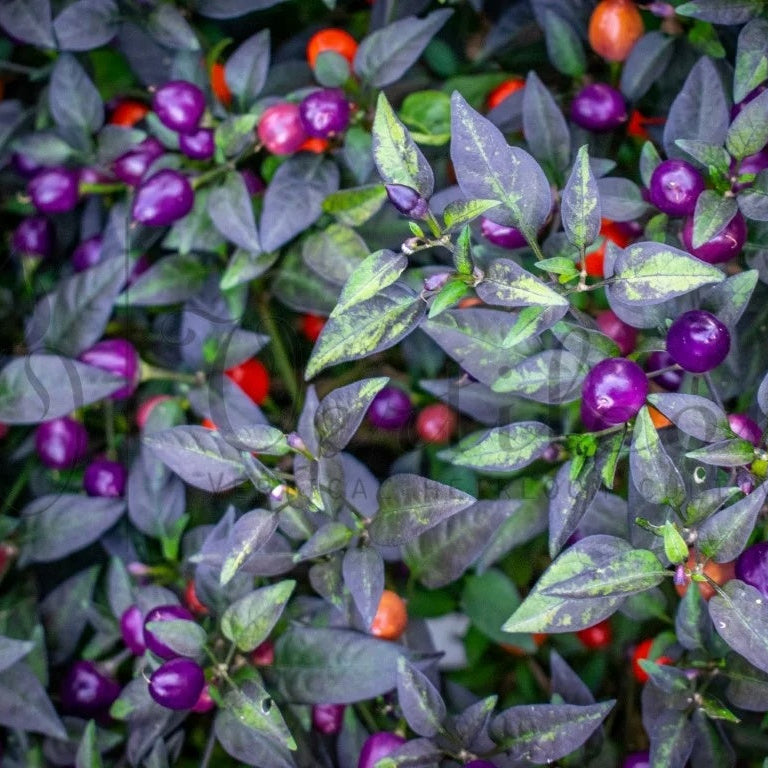Pepper Seeds - Filius Blue