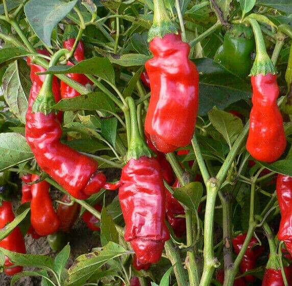 Pepper Seeds - Green Chili Willy & Peter