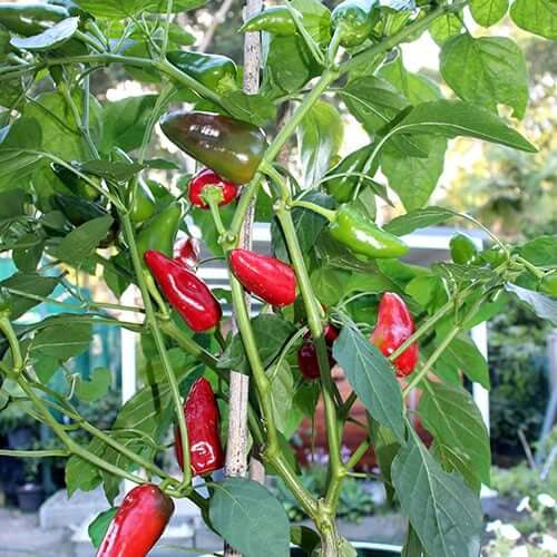 Pepper Seeds - Salkim Biber