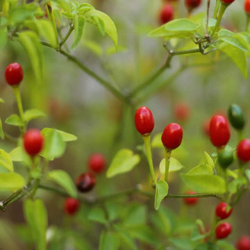 Pepper Seeds - Semi Peperoncino Chiltepin 