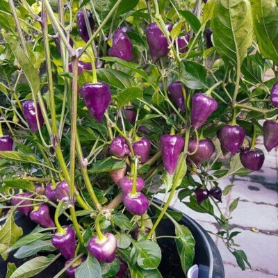  Pepper Seeds - UFO