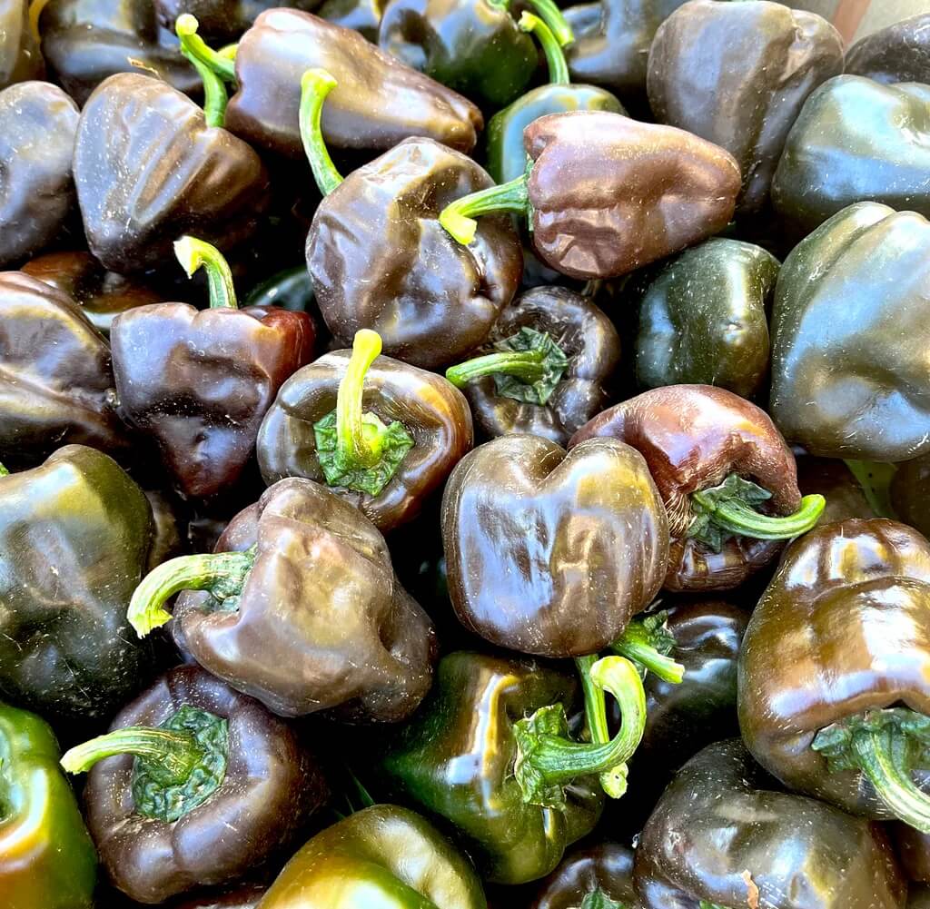 Pepper Seeds – Chilhuacle