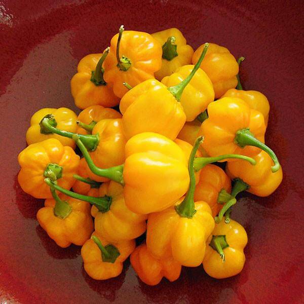 Pepper Seeds - Jamaican Scotch Bonnet