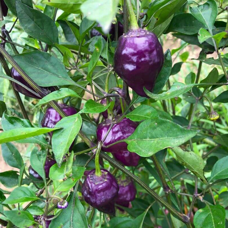  Pepper Seeds - UFO