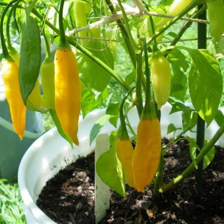 Pepper Seeds - Yellow Aji Limon