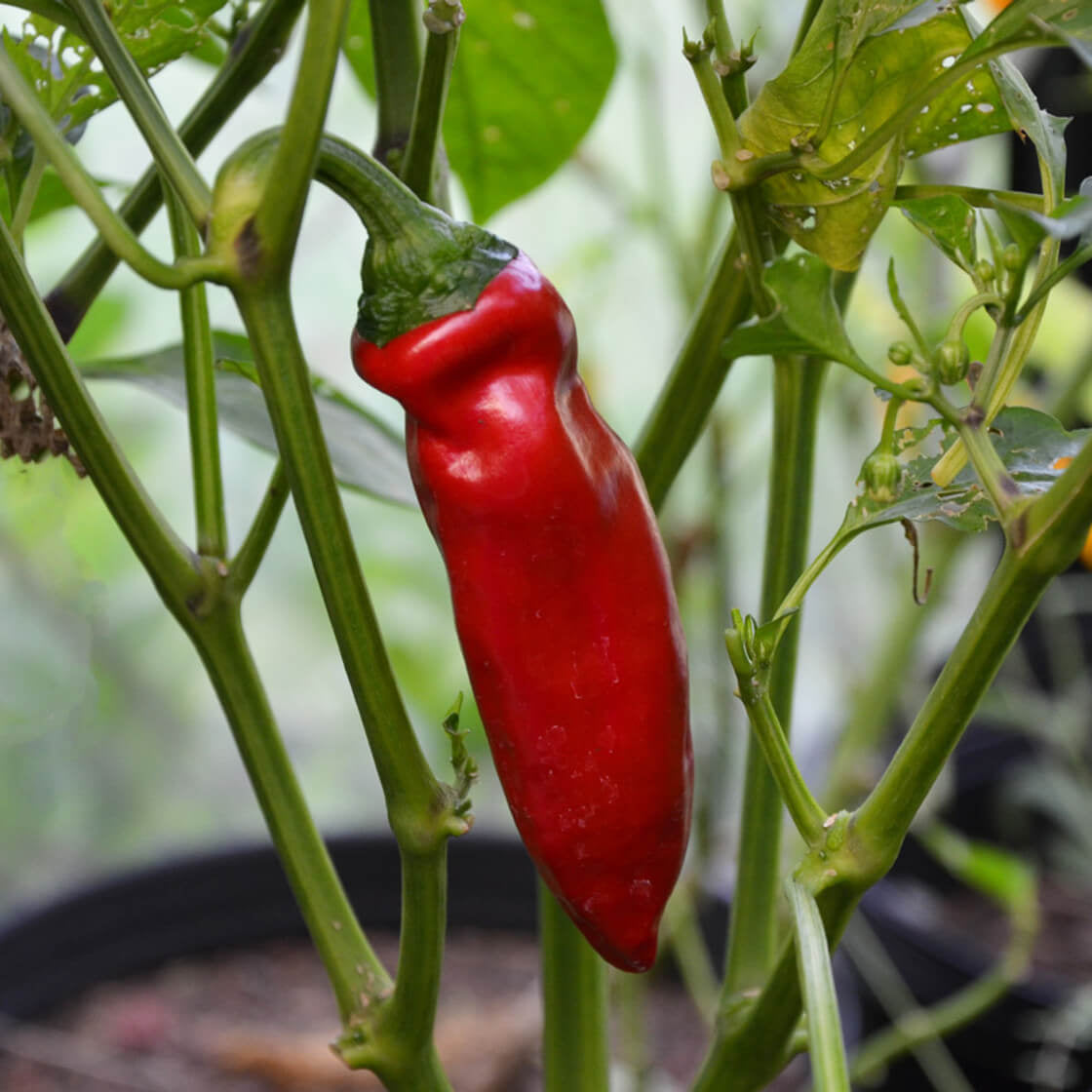  Pepper Seeds – Aleppo