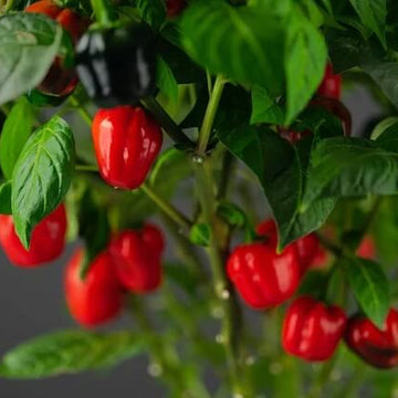 Pepper Seeds - Aji Cubano Dulce Cachucha
