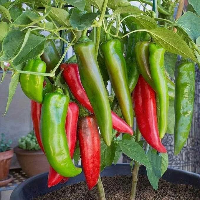 Pepper Seeds - Anaheim 