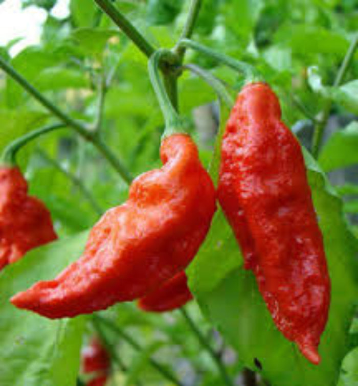 Pepper Seeds - Bhut Jolokia