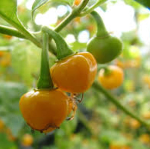  Pepper Seeds - Bode