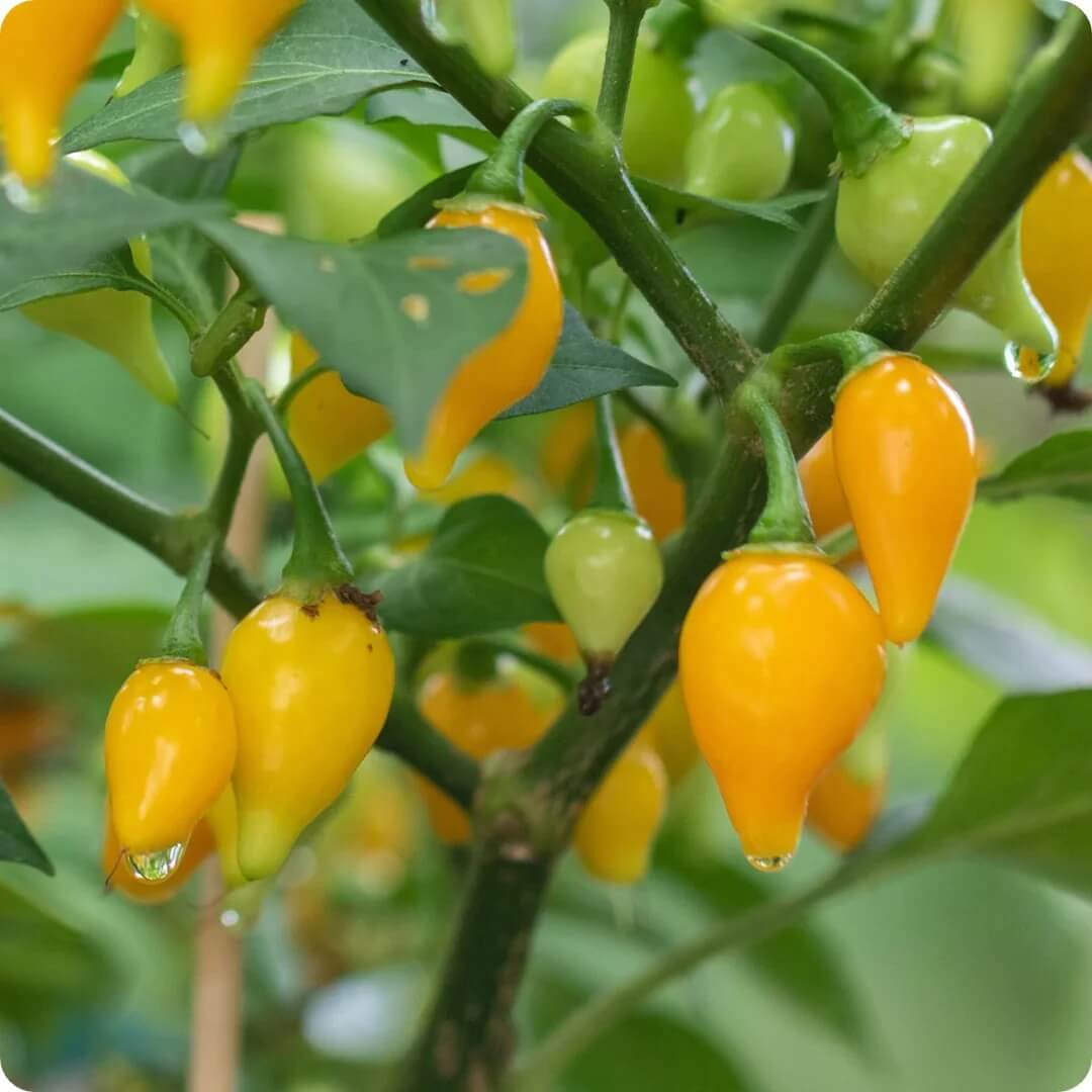  Pepper Seeds - Bode