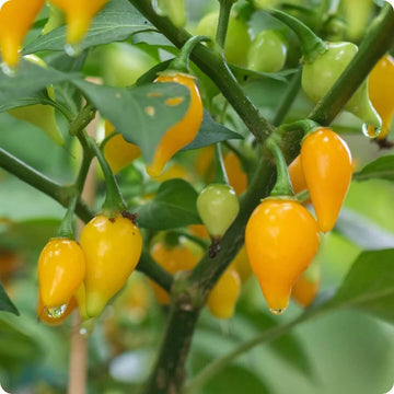  Pepper Seeds - Bode