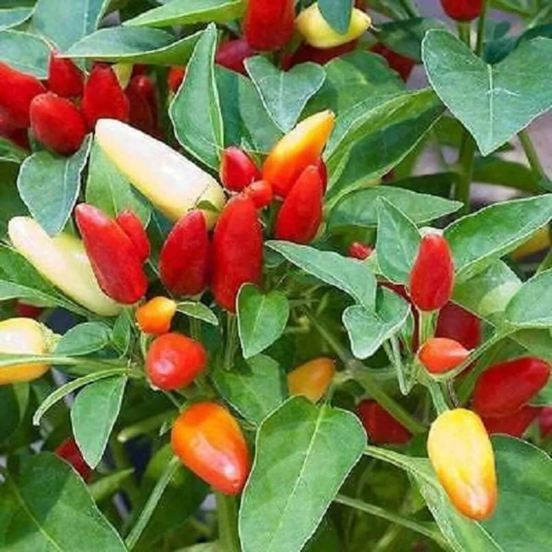 Pepper Seeds - Cascabella