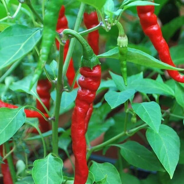Pepper Seeds - Cayenne