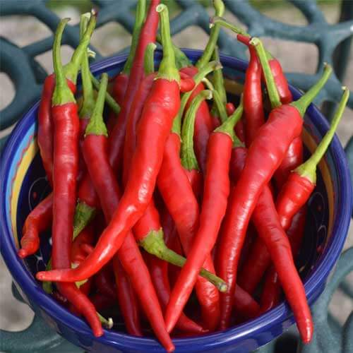 Pepper Seeds - Cayenne