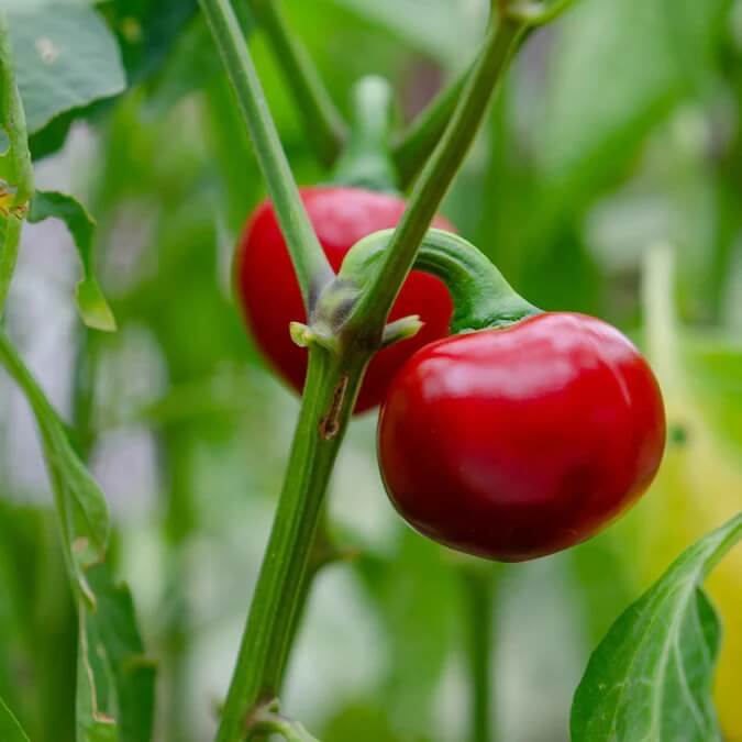 Pepper Seeds - Cherry