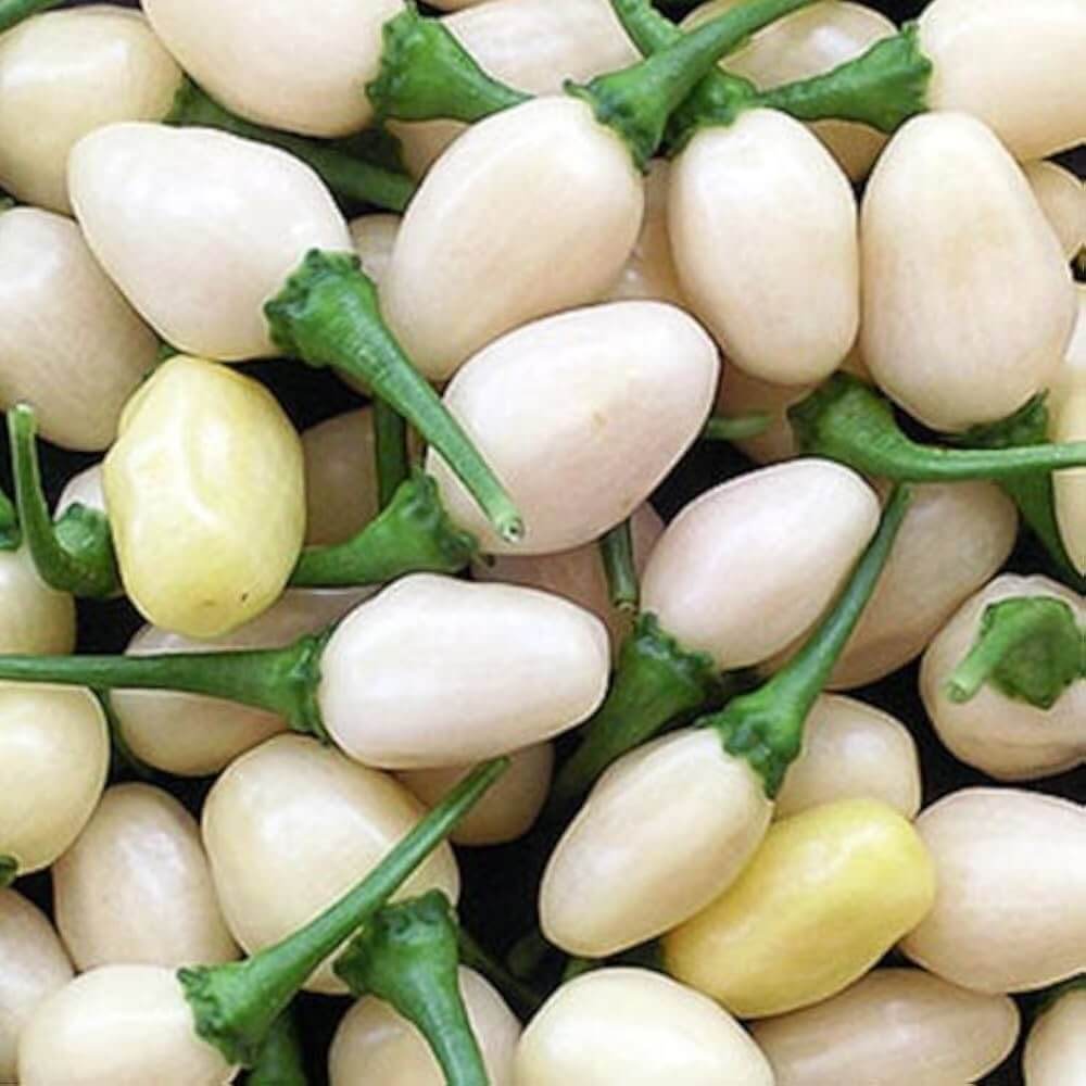 Pepper Seeds - Chili Brazilian White