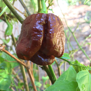 Pepper Seeds - Chocolate Moruga Scorpion
