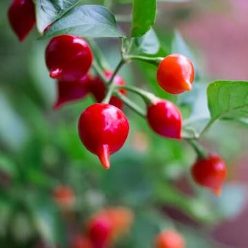 Pepper Seeds - Chupetinha