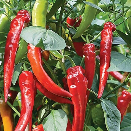 Pepper Seeds - Cowhorn