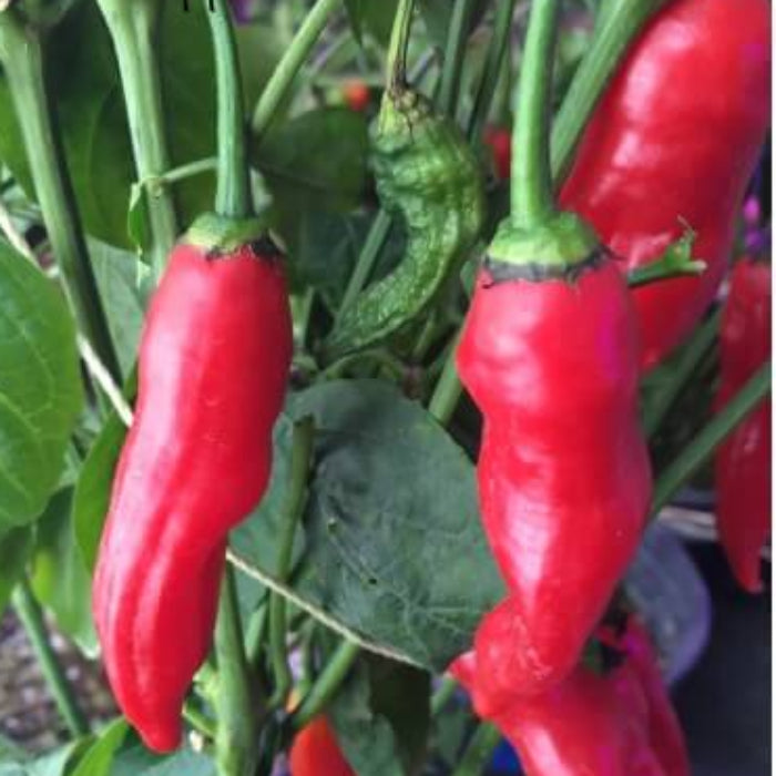Pepper Seeds - Dedo de Moca