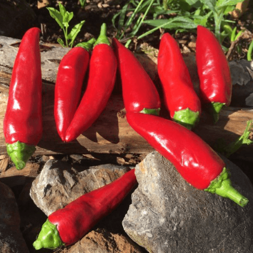 Pepper Seeds - Espelette