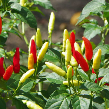 Pepper Seeds - Florida Grove