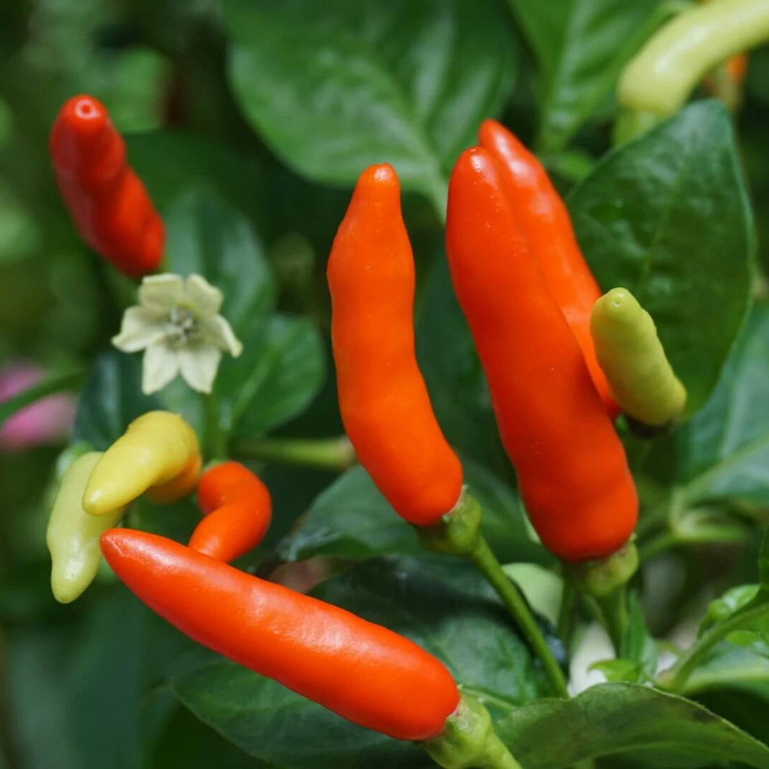Pepper Seeds - Florida Grove