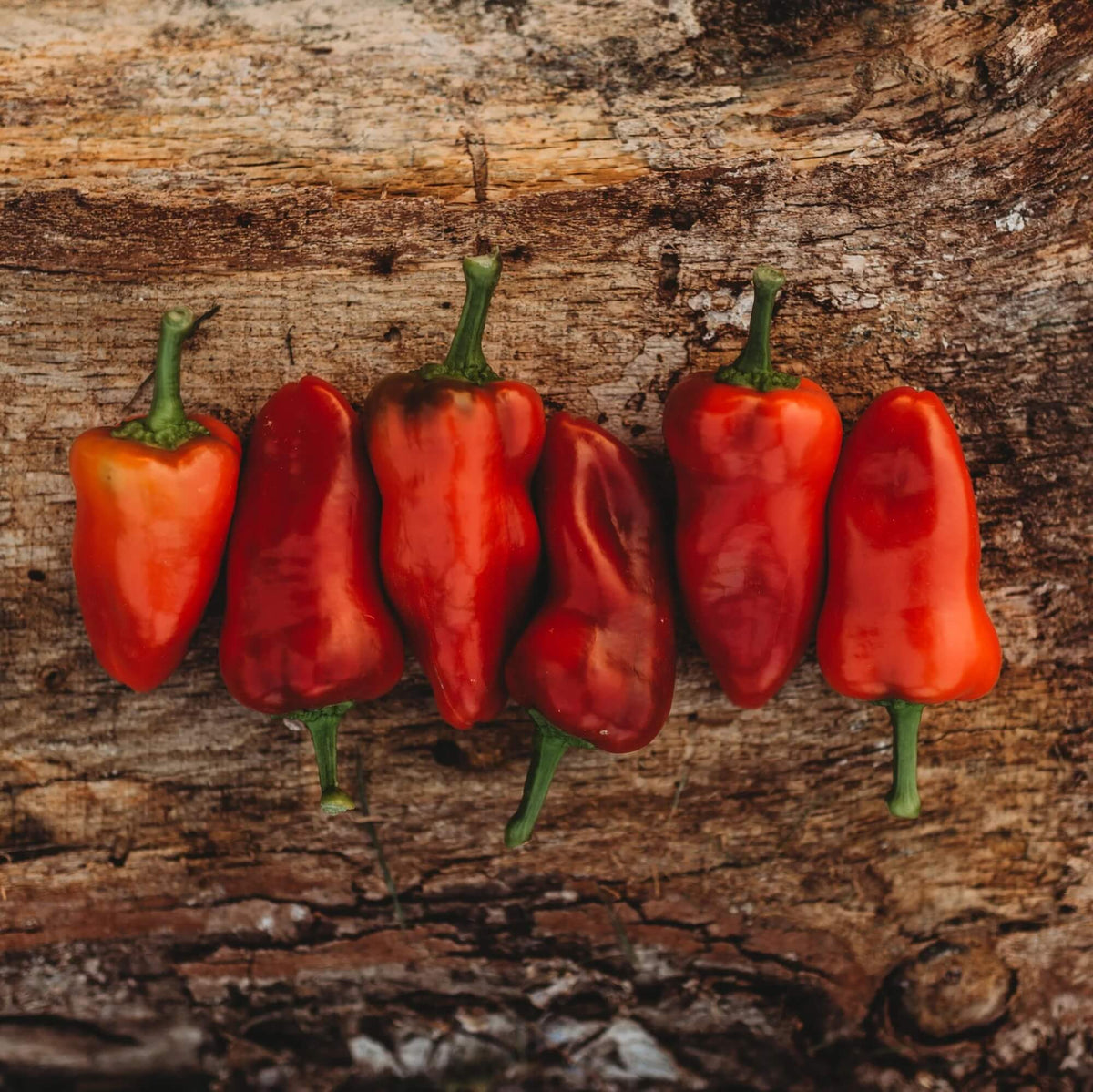  Pepper Seeds - Fresno