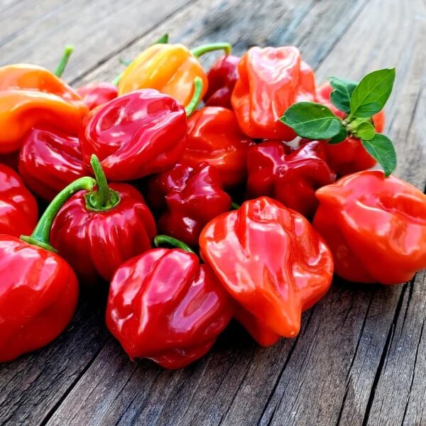Pepper Seeds - Habanero