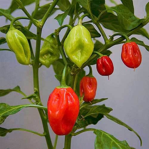 Pepper Seeds - Habanero