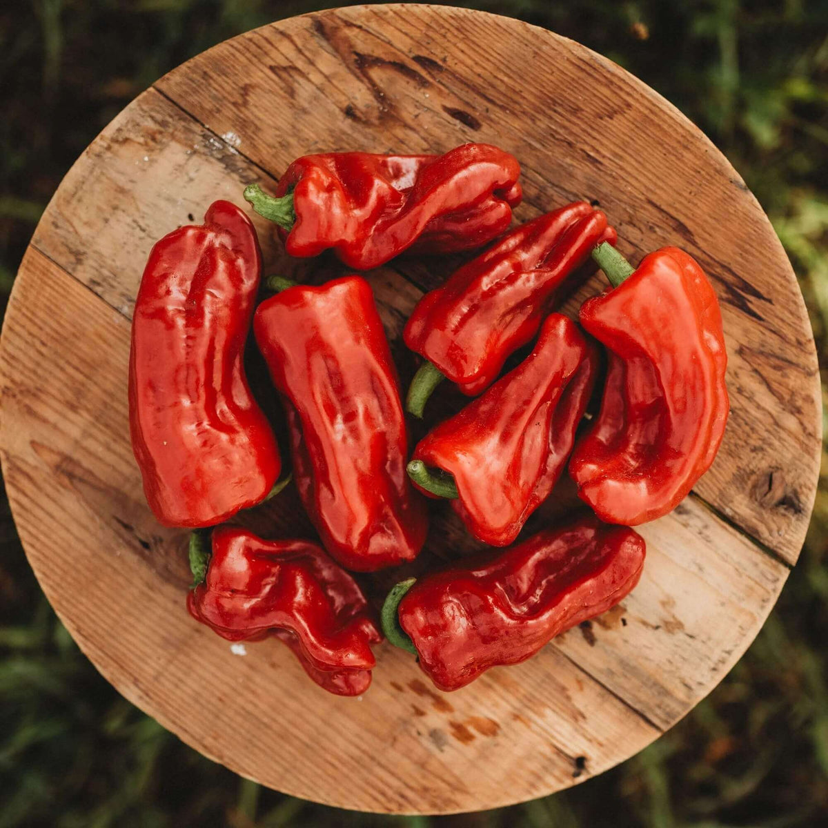 Pepper Seeds - Habanero