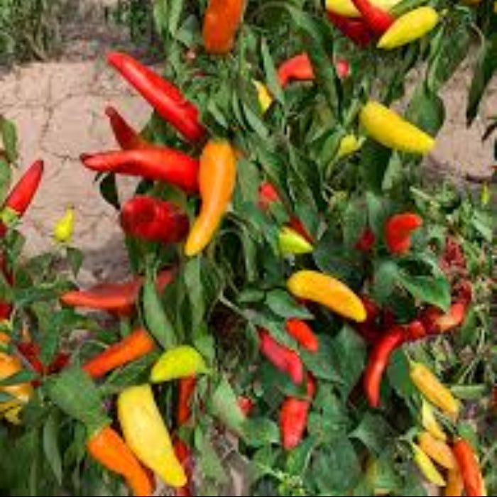 Pepper Seeds - Hungarian