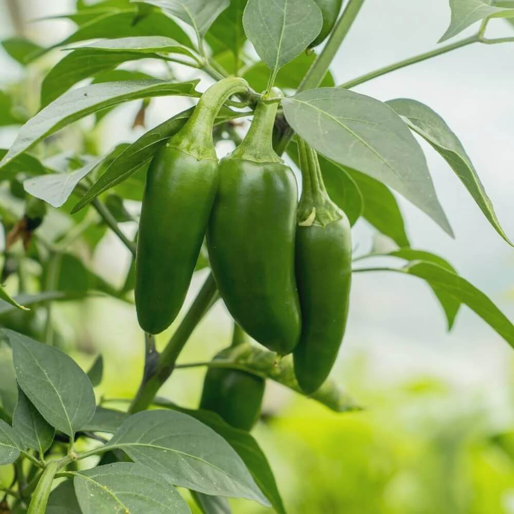 Pepper Seeds - Jalapeño